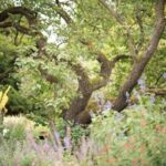 Medicine Trees Chelsea Physic Garden SPECIAL EVENTS