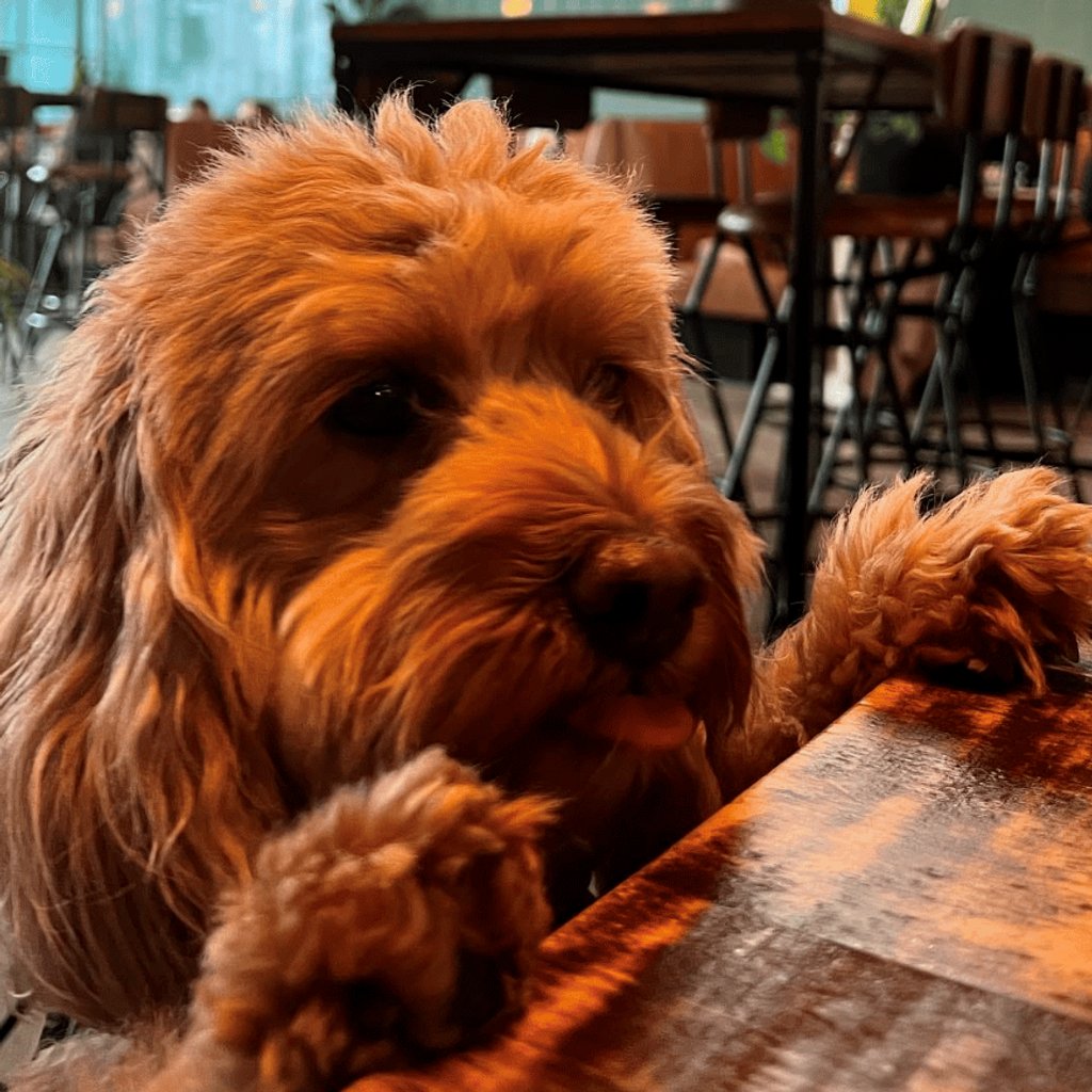 Doggy brunch at Nova Scotia Nova Scotia Liverpool Liverpool