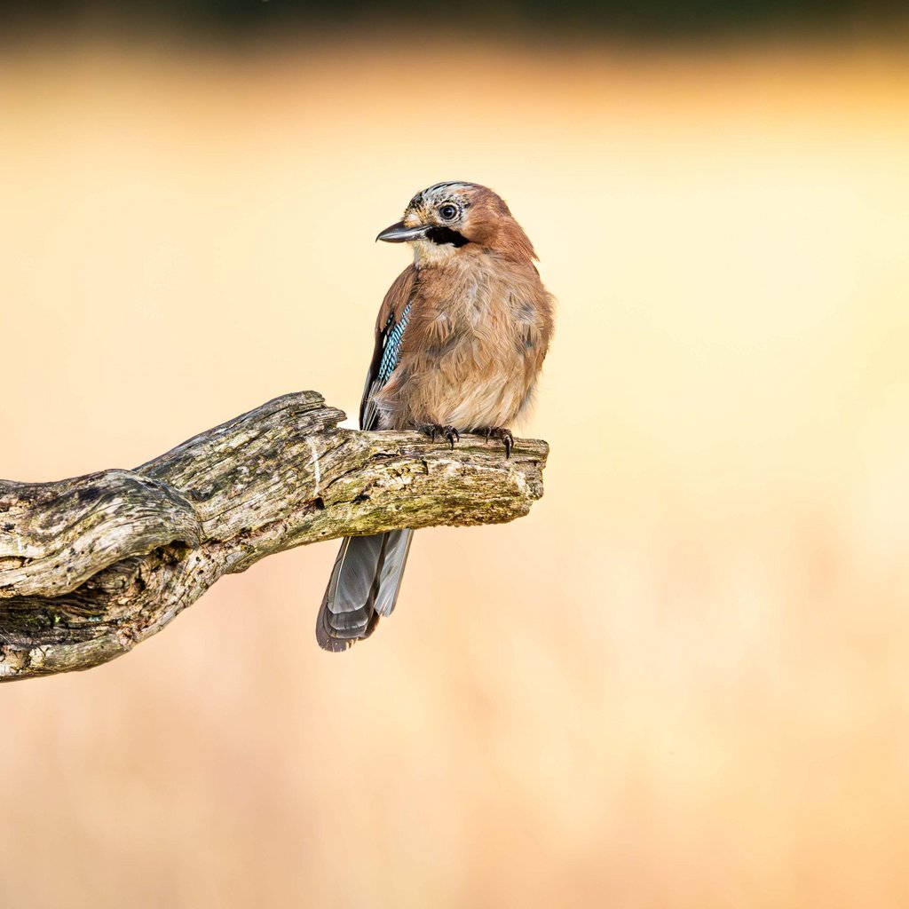 Wildlife Photography Workshop WWT London Wetland Centre Barnes