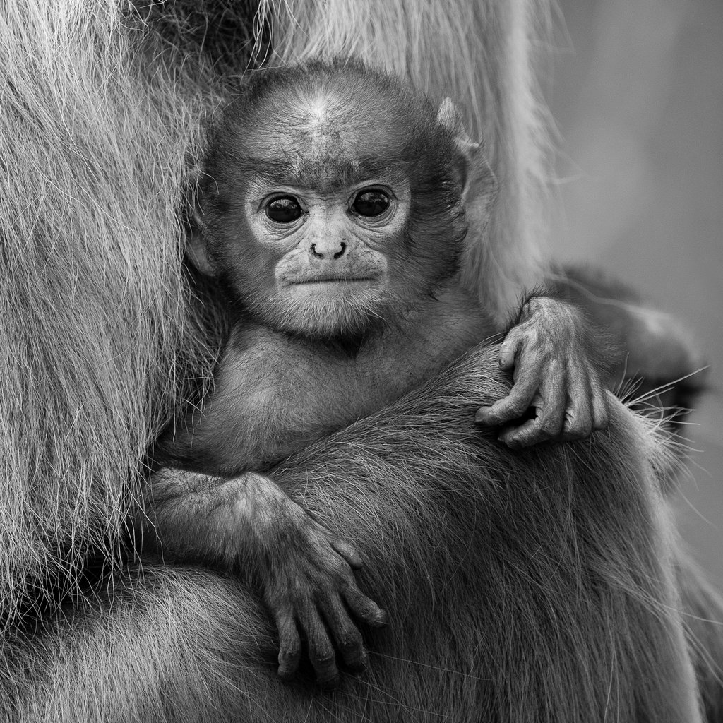 Wildlife of the World Photography Exhibition Bray House Maidenhead