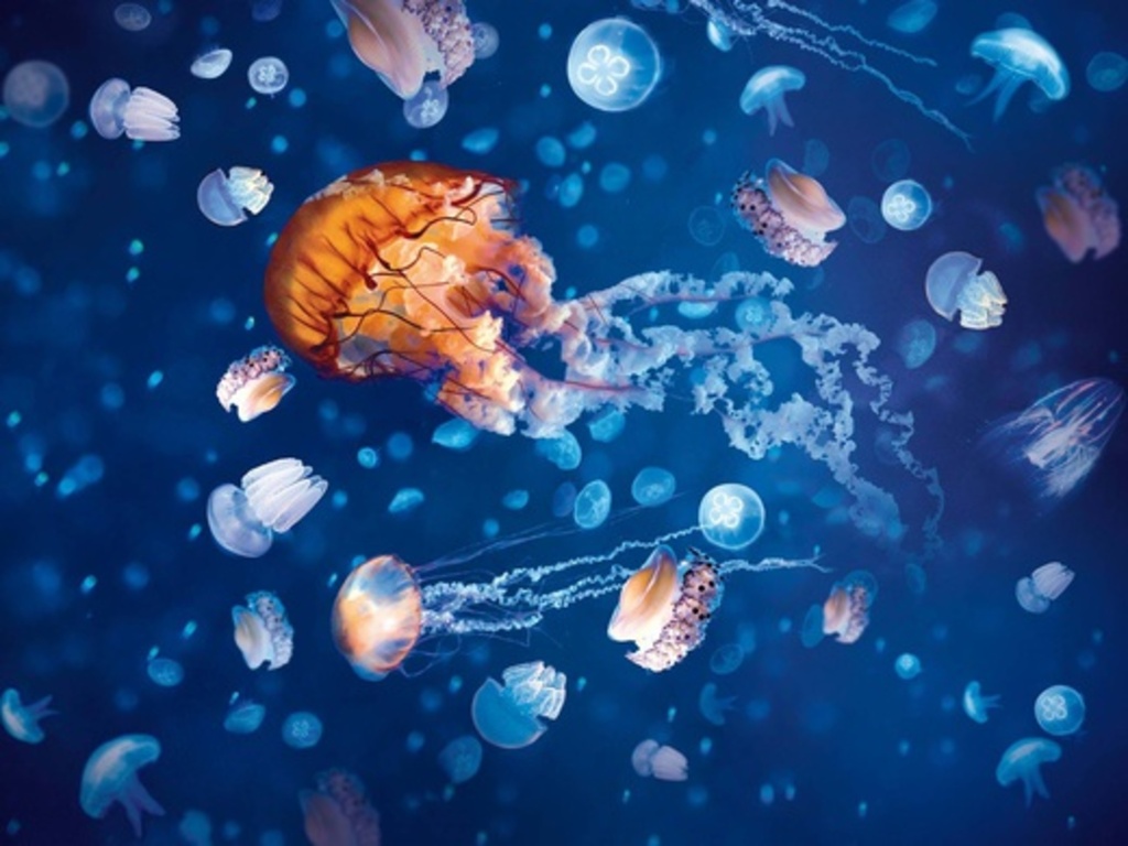 Sea Life & Legoland Discovery Centre Birmingham & Warwick Castle & Cadbury World Sea Life Birmingham