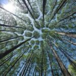 Trees for the Future Tour Chelsea Physic Garden SPECIAL EVENTS