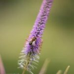 Beginner's Guide to Flying Insects Course Chelsea Physic Garden SPECIAL EVENTS