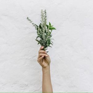 Women's Health And Herbs Chelsea Physic Garden SPECIAL EVENTS