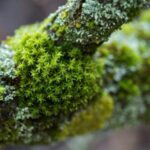Summertime Ecology Tour Chelsea Physic Garden SPECIAL EVENTS