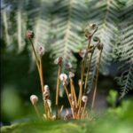 Fern Propagation and Identification Chelsea Physic Garden SPECIAL EVENTS