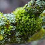 Hidden Habitats Tour Chelsea Physic Garden SPECIAL EVENTS
