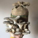 Mushroom Masterclass Chelsea Physic Garden SPECIAL EVENTS
