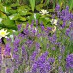 Lindfield Village Garden Trail 1-5.00pm St Lawrence SPECIAL EVENTS