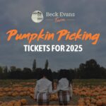 Pumpkin Picking near London & Kent @ beck evans Farm Pumpkin Picking near London & Kent @ beck evans Farm Beck Evans Farm Sidcup