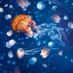 Sea Life + Legoland Discovery Centre Birmingham + Cadbury World Sea Life + Legoland Discovery Centre Birmingham + Cadbury World Sea Life Birmingham