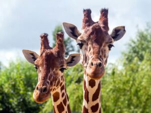 Colchester Zoo