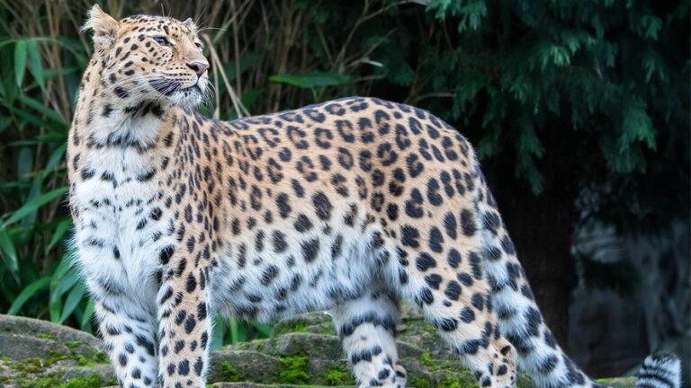 Colchester Zoo