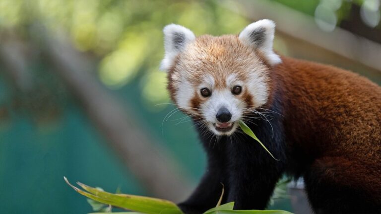 Banham Zoo