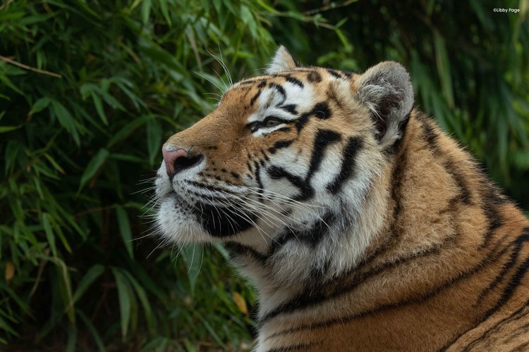 Colchester Zoo