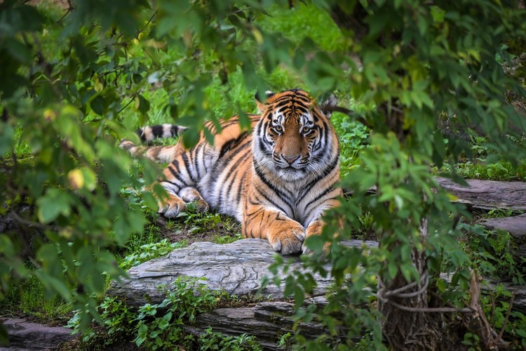 Banham Zoo