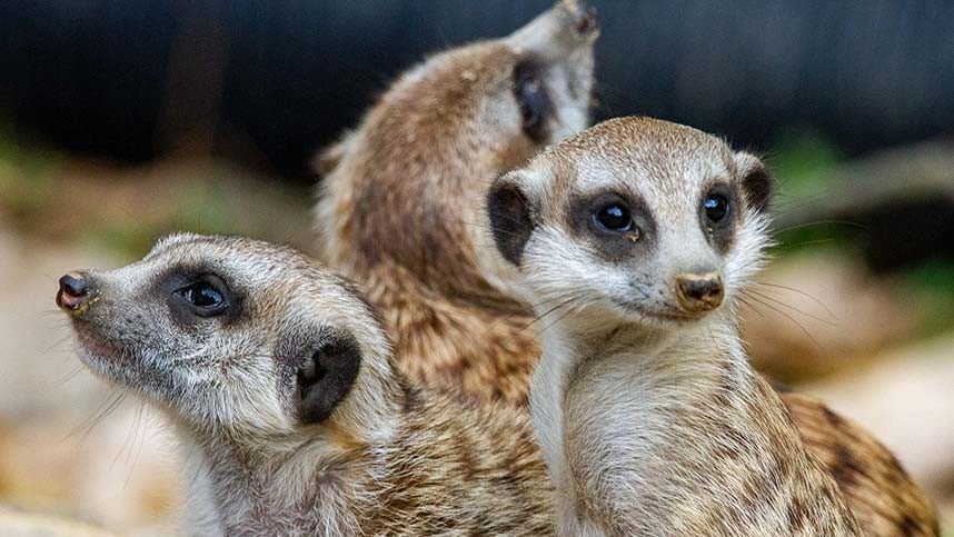 Lee Valley Animal Adventure Park