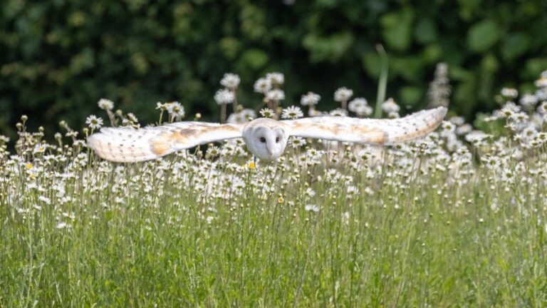 Suffolk Owl Sanctuary