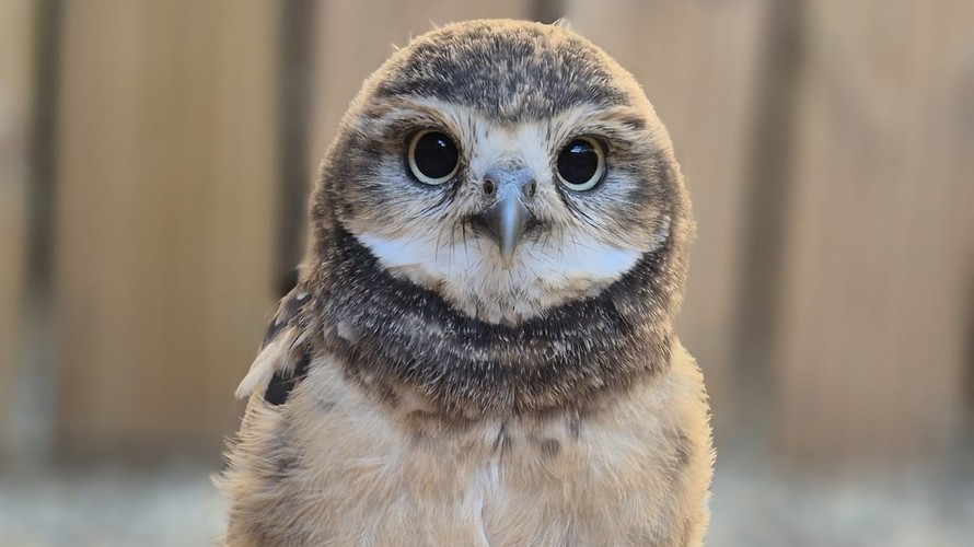 Suffolk Owl Sanctuary