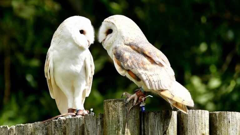 Raptor Foundation
