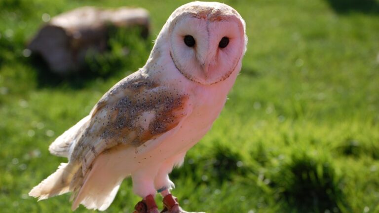 Raptor Foundation