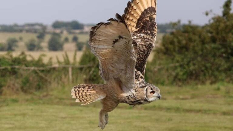 Raptor Foundation
