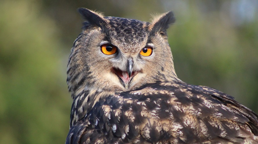 Raptor Foundation