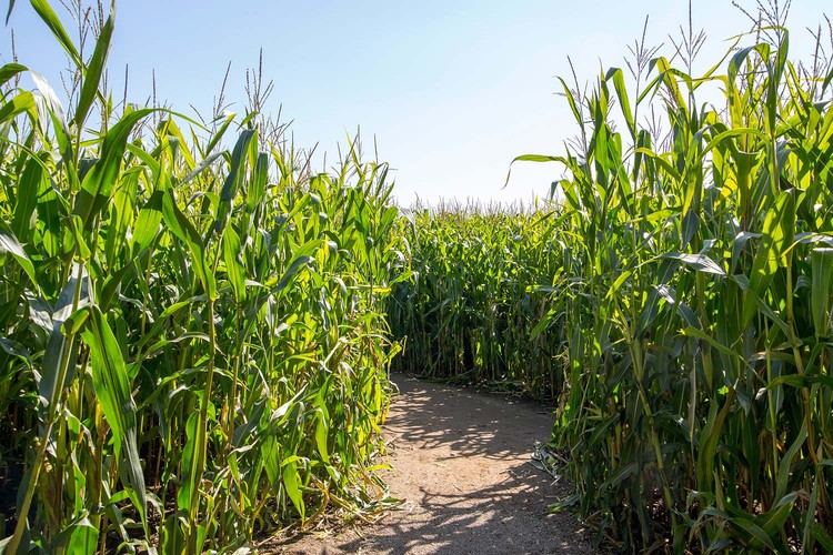 The Pulham Patch Maize Maze