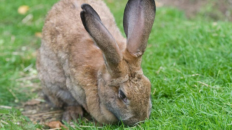 Lee Valley Animal Adventure Park